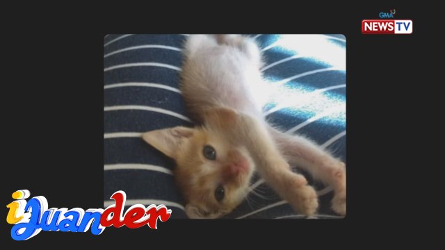 iJuander: Russian national, may alagang 30 stray cats at dogs!