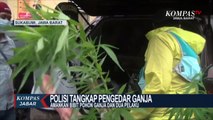 2 Pengedar Ganja Ditangkap Polisi Sukabumi, 1 Buron....