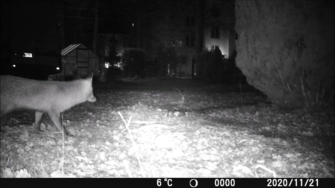 after one week the fox...