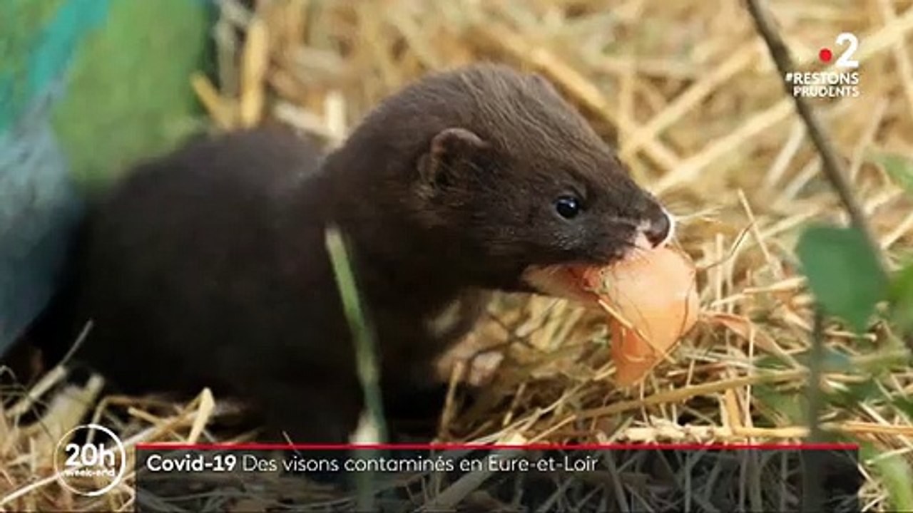 Coronavirus - Voici pourquoi la contamination d'élevages de visons en France pourrait rendre le vaccin contre la Covid-19 moins efficace