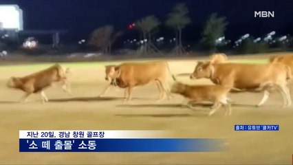 [MBN 프레스룸] 골프장 소 떼 습격 사건
