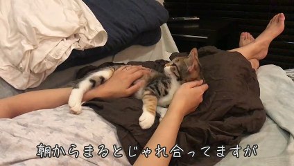 トロ～ン顔の子猫、朝のじゃれ合いタイム【三毛猫のまる】