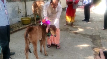 'गोपाष्टमी' पर सीएम शिवराज सिंह चौहान ने की गौ-माता की पूजा-अर्चना