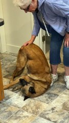Doggy Seriously Enjoying Scratches