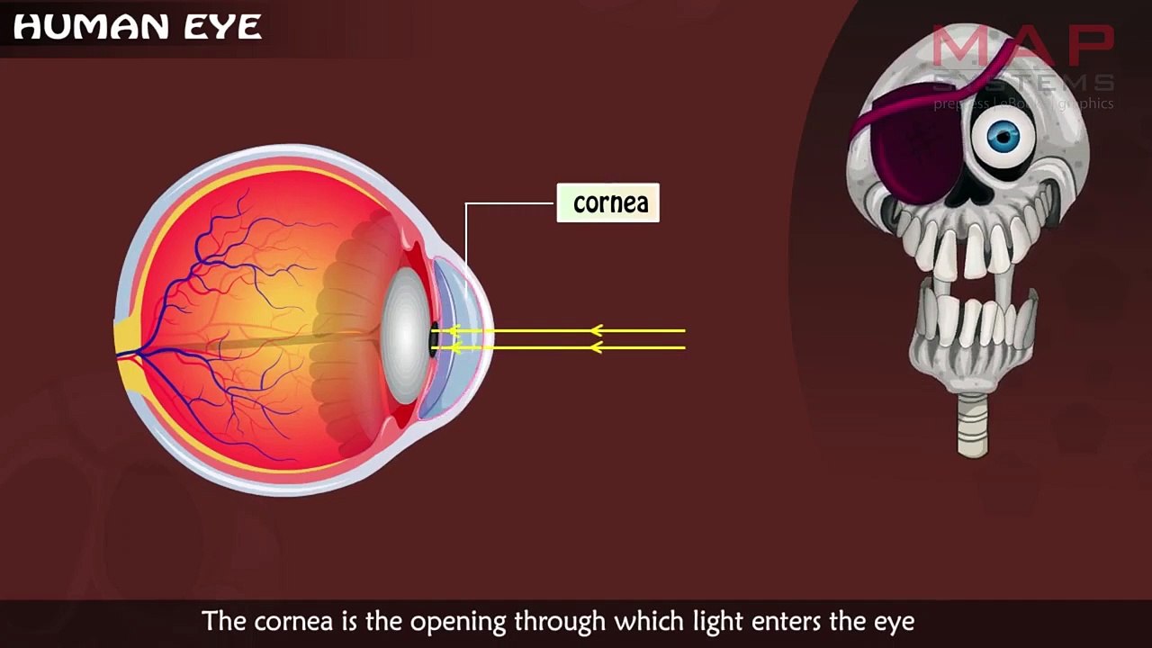 Medical 2D animation - MAP Systems