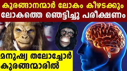 Scientists Used Human Genes to Make Monkey Brains Bigger