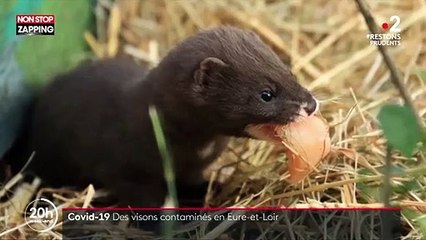 Coronavirus : des milliers de visons contaminés par le virus en France et en Europe (vidéo)