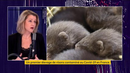 Visons contaminés au Covid-19 en Eure-et-Loir : "Pour l'instant, on n'a pas d'humains autour qui sont touchés", rassure Barbara Pompili