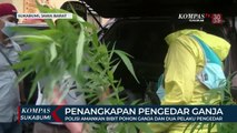Polisi Amankan Bibit Pohon Ganja Dan Dua Pelaku Pengedar