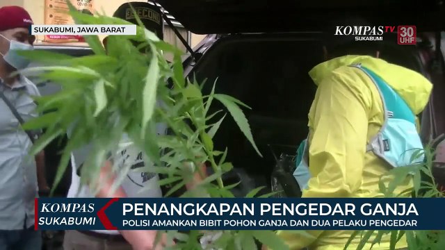 Polisi Amankan Bibit Pohon Ganja Dan Dua Pelaku Pengedar