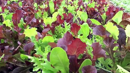Des hommes et des plantes "Au jardin" - épisode 15