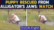 Puppy rescued from alligator's jaw by 74-year-old man | Oneindia News
