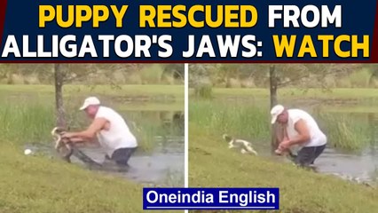 Puppy rescued from alligator's jaw by 74-year-old man | Oneindia News