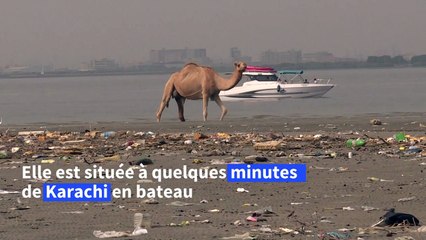 Pakistan: à Karachi,les mangroves menacées par le béton