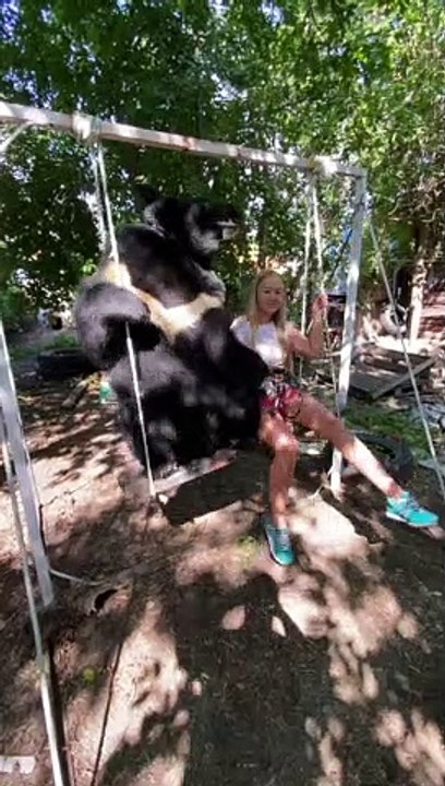 Bear Relaxes on Custom Made Swing