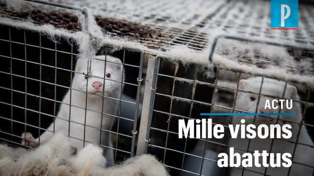 Covid-19 : un premier élevage de visons contaminé en France