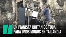 Un pianista británico toca un concierto para unos monos en Tailandia