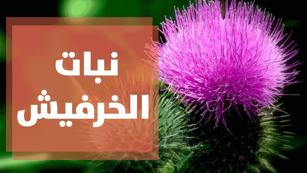 فوائد نبات الخرفيش