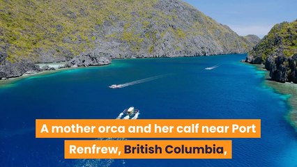 Hundreds of great white sharks have vanished from South Africa's coast