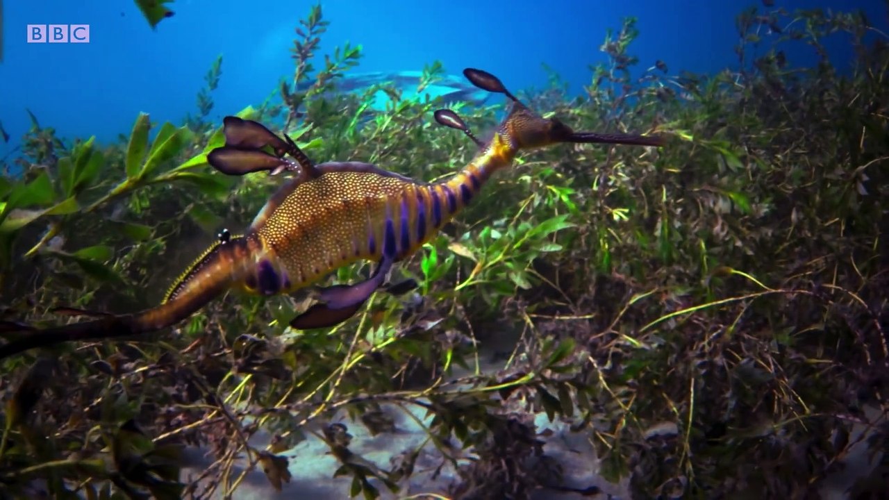 Blue Planet II - Official Trailer 2   BBC Earth