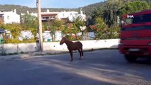Bodrum’da başıboş at trafiği birbirine kattı