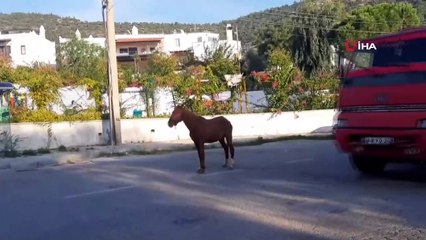Bodrum’da başıboş at trafiği birbirine kattı