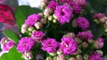 KARS - Çiçekçiler Öğretmenler Günü için çiçekleri dezenfekte ediyor