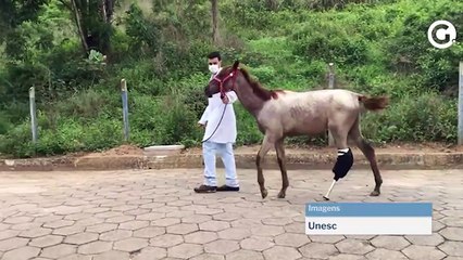 Universitário do ES cria prótese para cavalos