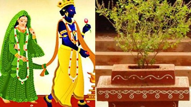 Tulsi Vivah 2020 : तुलसी विवाह कथा । तुलसी विवाह व्रत कथा । तुलसी विवाह की कहानी । Boldsky