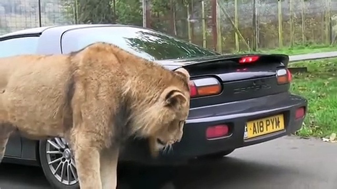 Lion takes a bite out of sports car __ Viral Video
