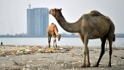 In Pakistan, environmentalists clash with government developers over future of Karachi island