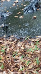 Hog Stuck for Days Rescued From Abandoned Oil Pit