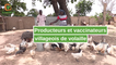 Burkina Faso: Producteurs et vaccinateurs villageois de volaille
