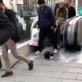 Un chat qui se fait respecter dans le métro d'Istanbul