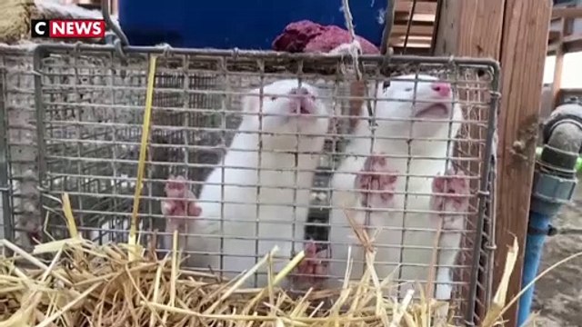 Élevages de visons, faut-il s’inquiéter ?