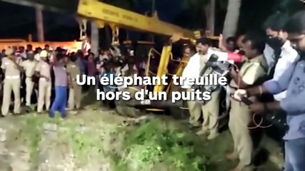 Sauvetage d'un éléphant tombé dans un puits à l'aide d'une grue