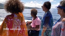 Martinique : A la rencontre des dauphins