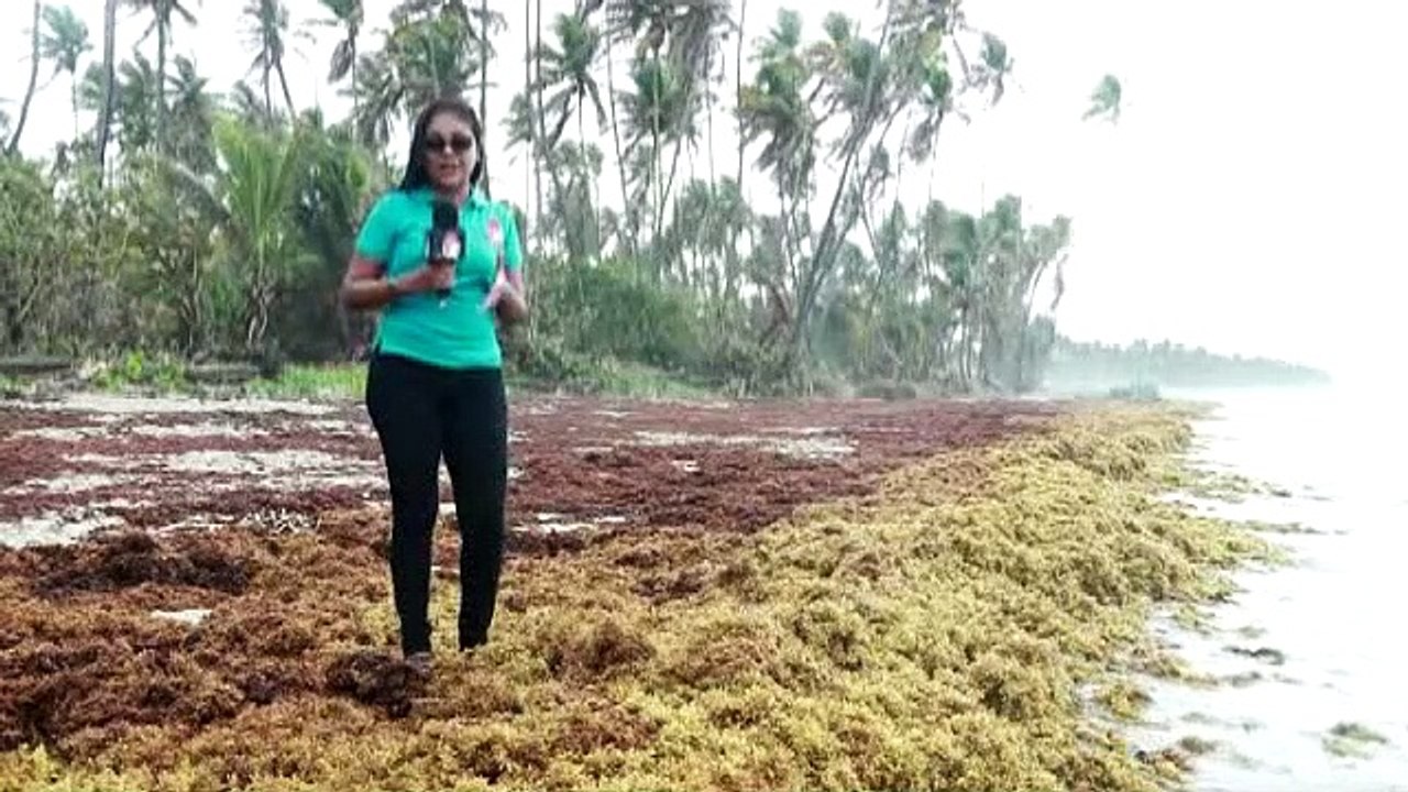 Sargassum Storming Mayaro Beaches