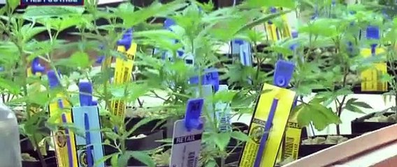 Cannabis Expert Cautions T&T on Marijuana Laws