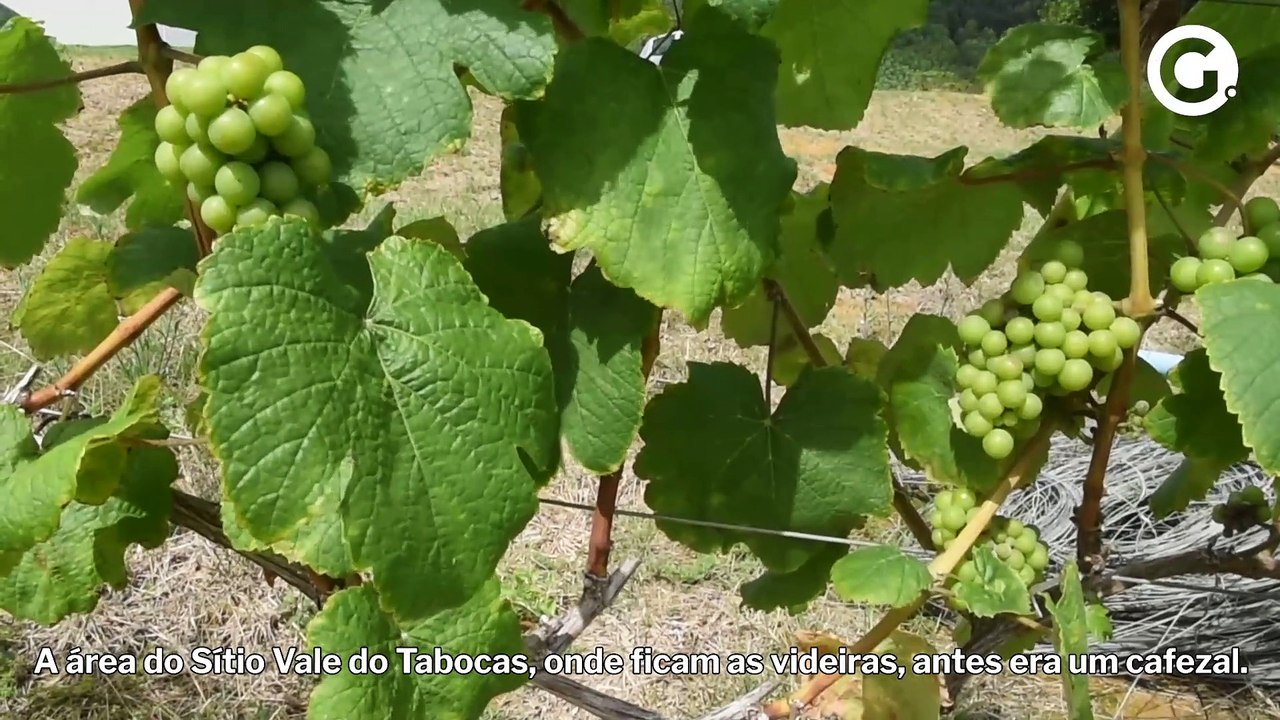 Vinhedo premiado