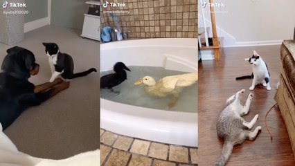 TikTokers Are Showing Off How Much Their Pets Have Grown