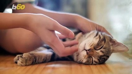 This Is How Long It Can Take for Cats to Become Friends