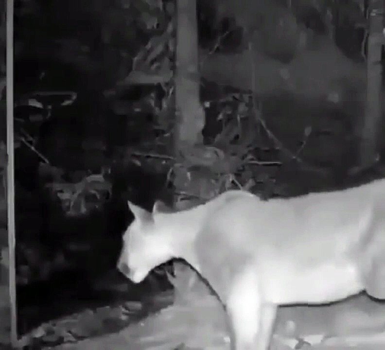 Des animaux sauvages se voient dans un miroir pour la première fois