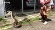 Ce fermier a découvert qui mangeait ses canards... gros serpent
