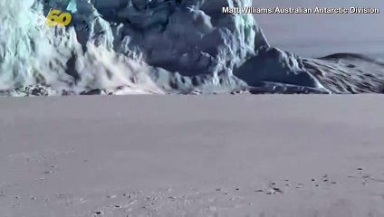 This Cute Penguin Just Wanted to Make a Friend