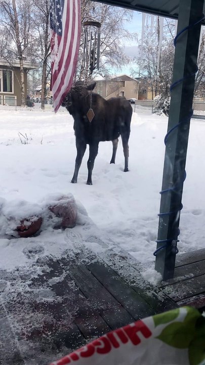 Mama and Baby Moose Play with Flag and Eat Pumpkins and Carrots