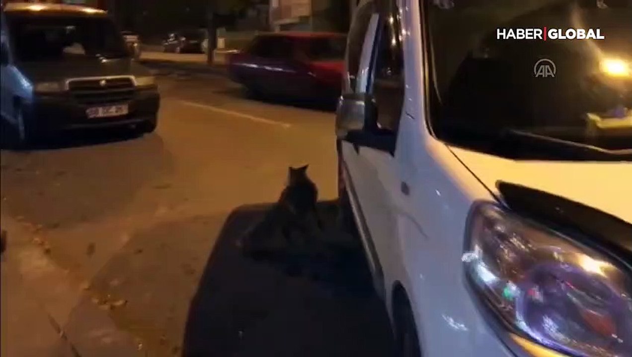 Şehre inen tilkiyi Sivas köftesiyle besledi