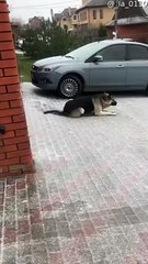 German Shepherd Glides on Slippery Sidewalk