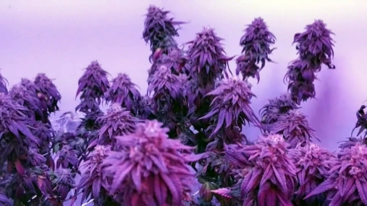 SMALL AMOUNTS OF WEED TO BE LEGAL ON DEC 23RD 19TH DEC 2019