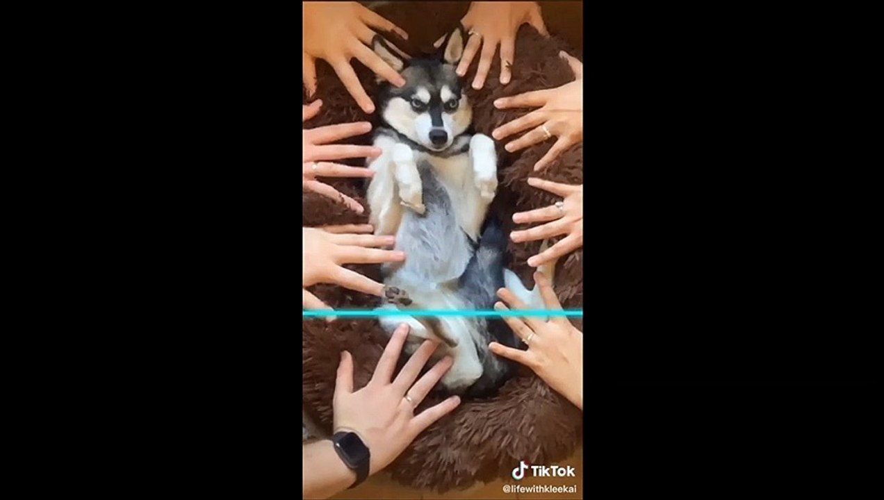 BEST OF THE TIME EFFECT CHALLENGE - FUNNY TIKTOK COMPILATION